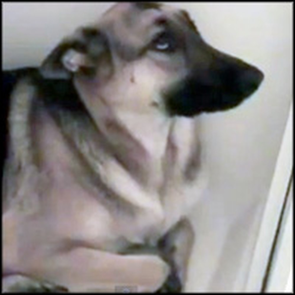 Guilty Dog Does Something Adorable When She Feels Bad