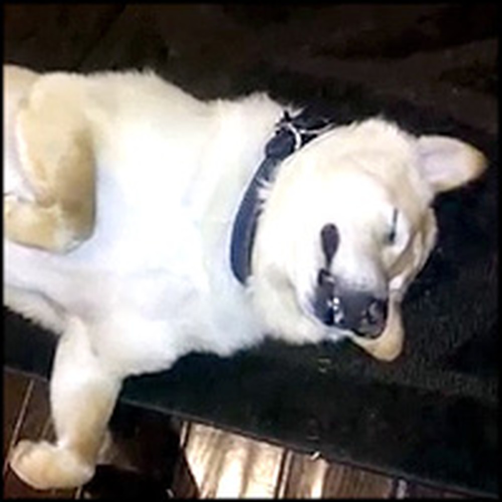 Cute Sleepy Dog Loves Hearing Lullabies