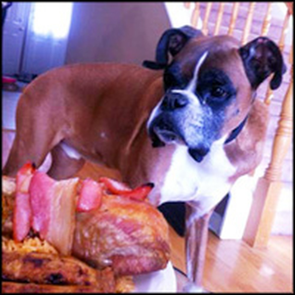 Dog Dying of Cancer Gets Amazing Final Meal