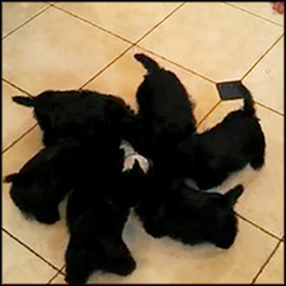 Scottie Puppies Do the Cutest Thing During Feeding Time