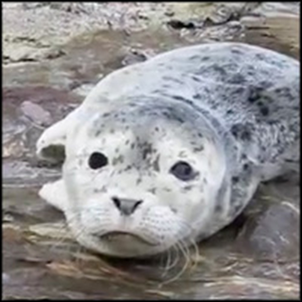 Injured and Abandoned Newborn Seal Gets Rescued