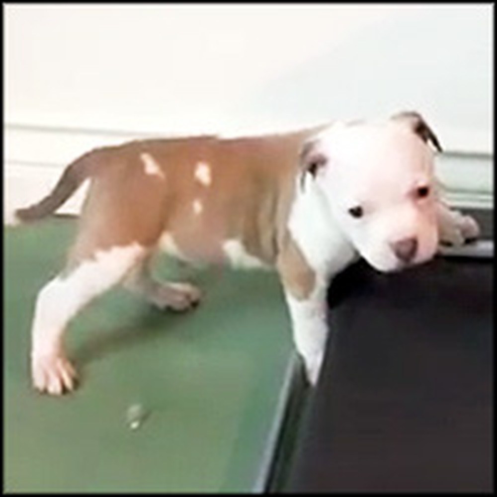 Cuddly Puppy is Determined to Use a Treadmill