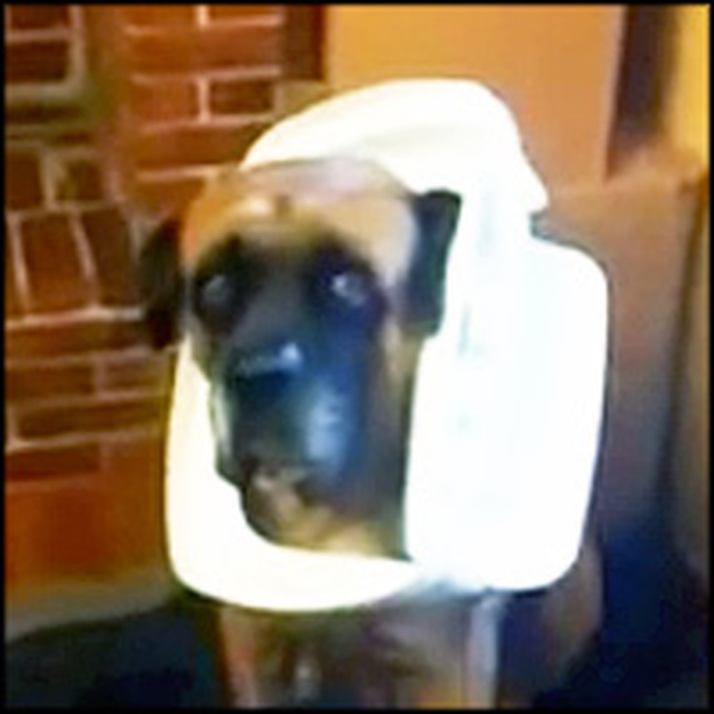 Guilty Dog Gets Caught Digging in the Trash