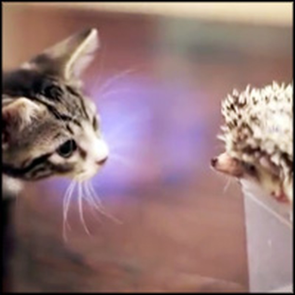 Kitten Meets a Hedgehog for the Very First Time