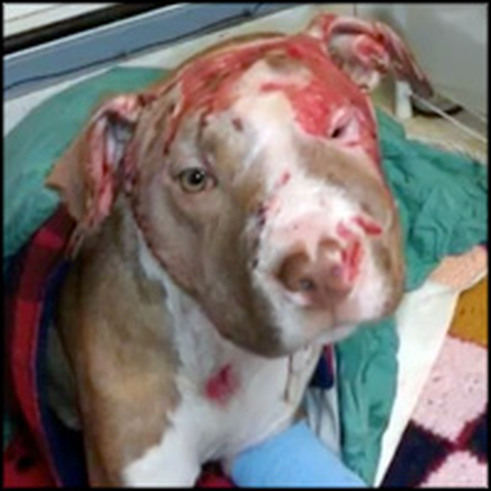 Puppy Viciously Abused from Dog Fighting Gets a Chance to be Loved