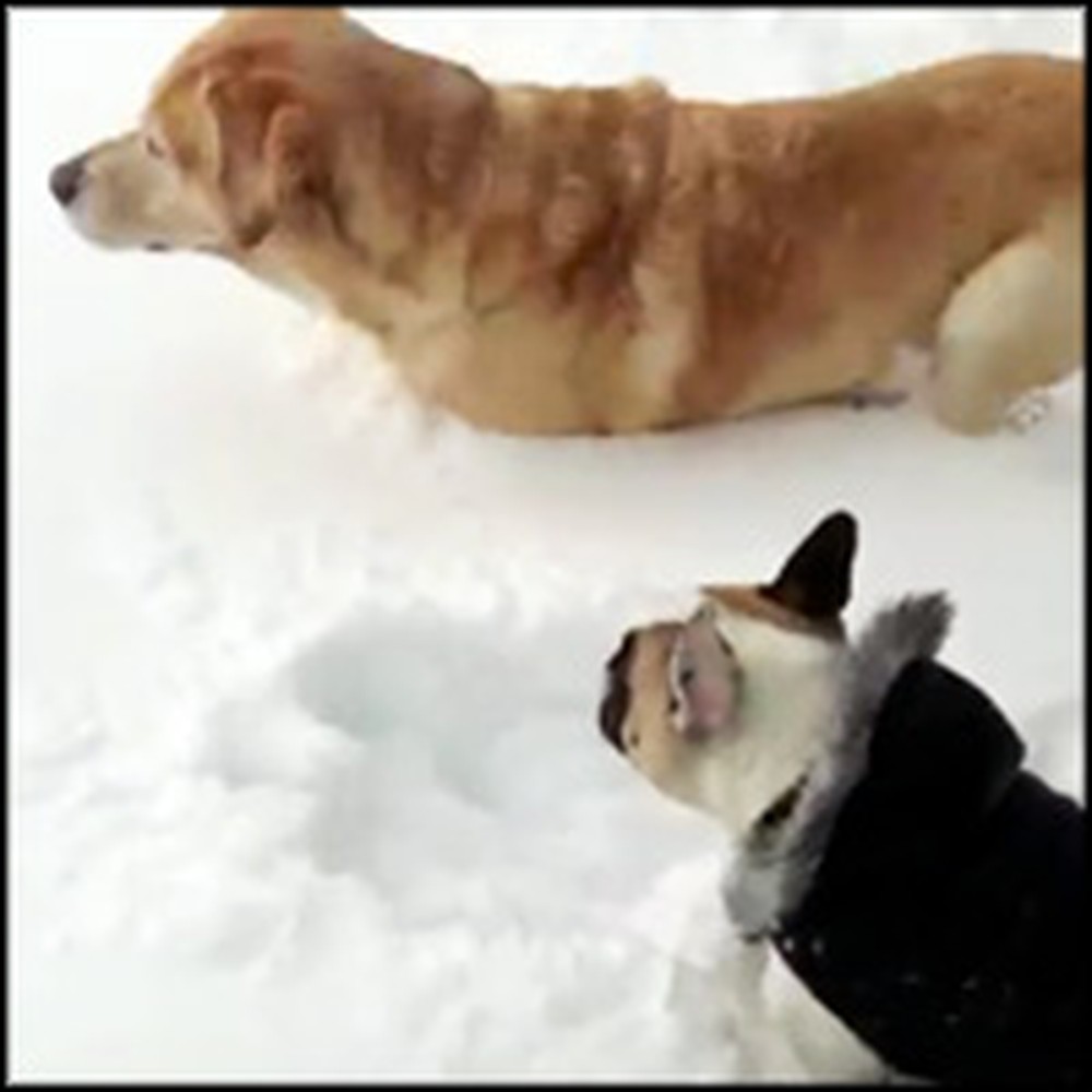 Helpful Labrador Helps Out His Friend in the Deep Snow
