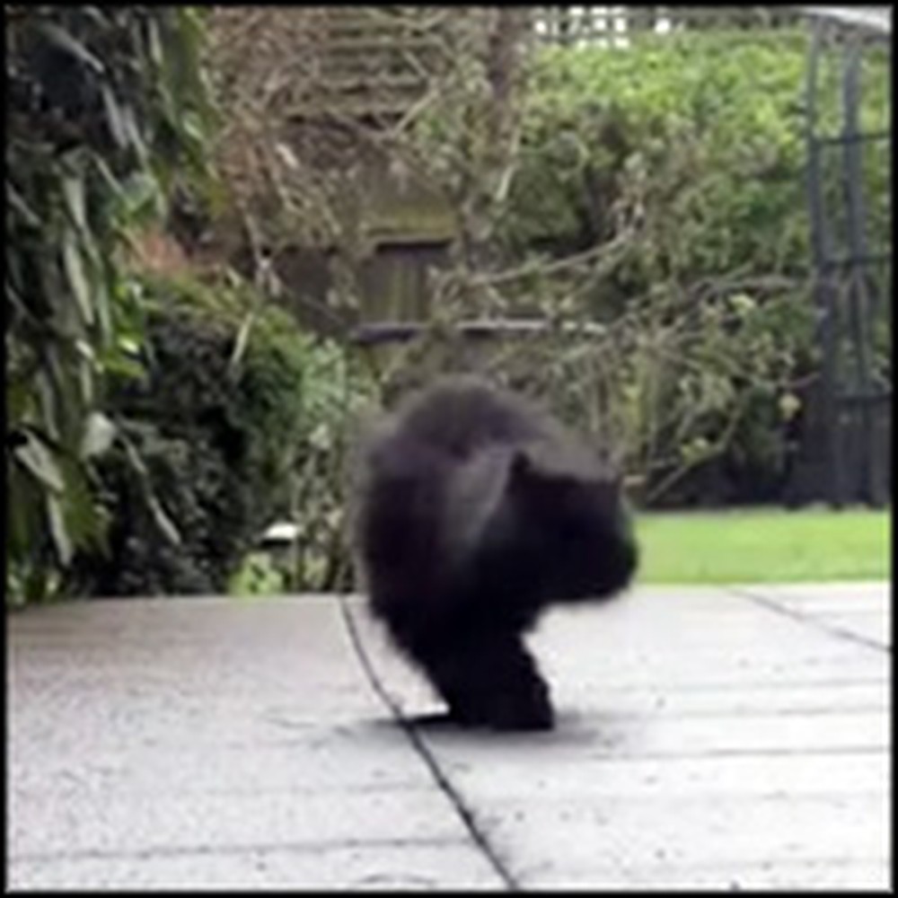 Fluffy 2 Legged Cat Has Determination That Will Inspire You