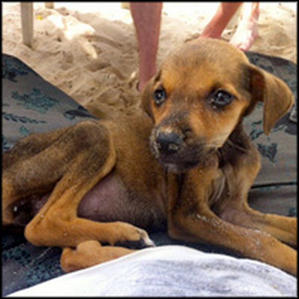 Starving Puppy on a Colombia Beach Gets Heroically Rescued