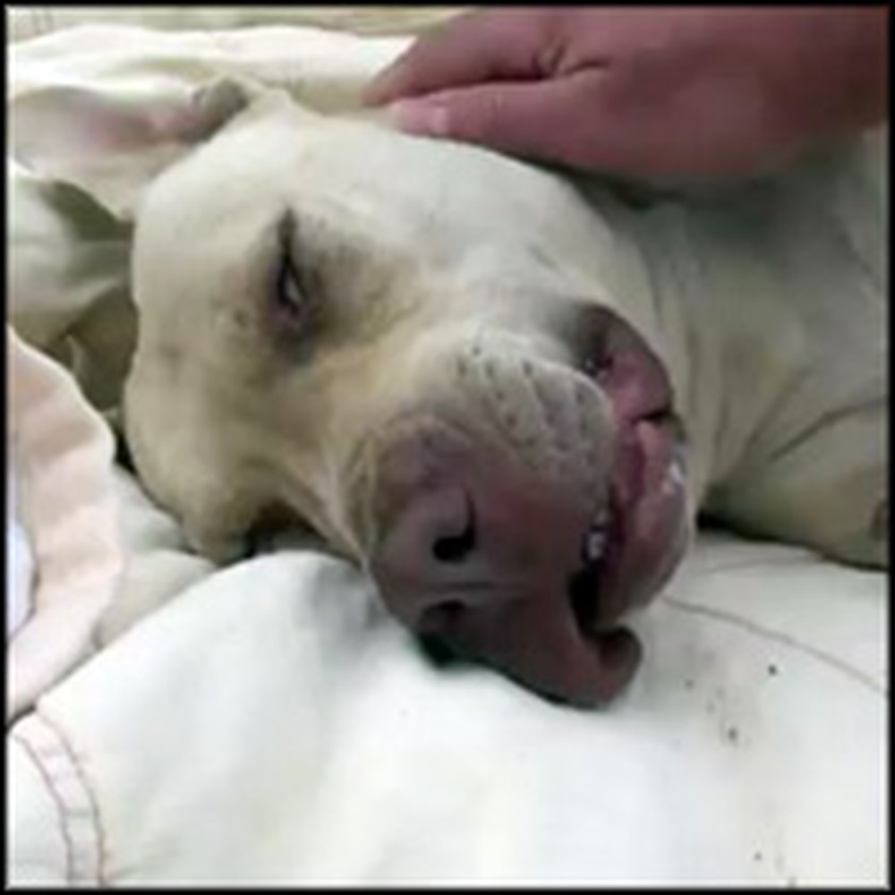 Homeless Dog Nearly Killed by Coyotes is Saved by Prayer and a Guardian Angel