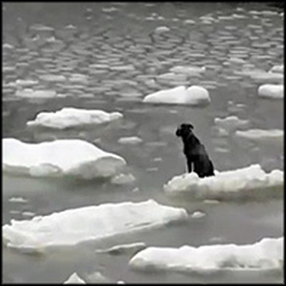 Fishermen Bravely Save a Dog Stranded on an Iceberg