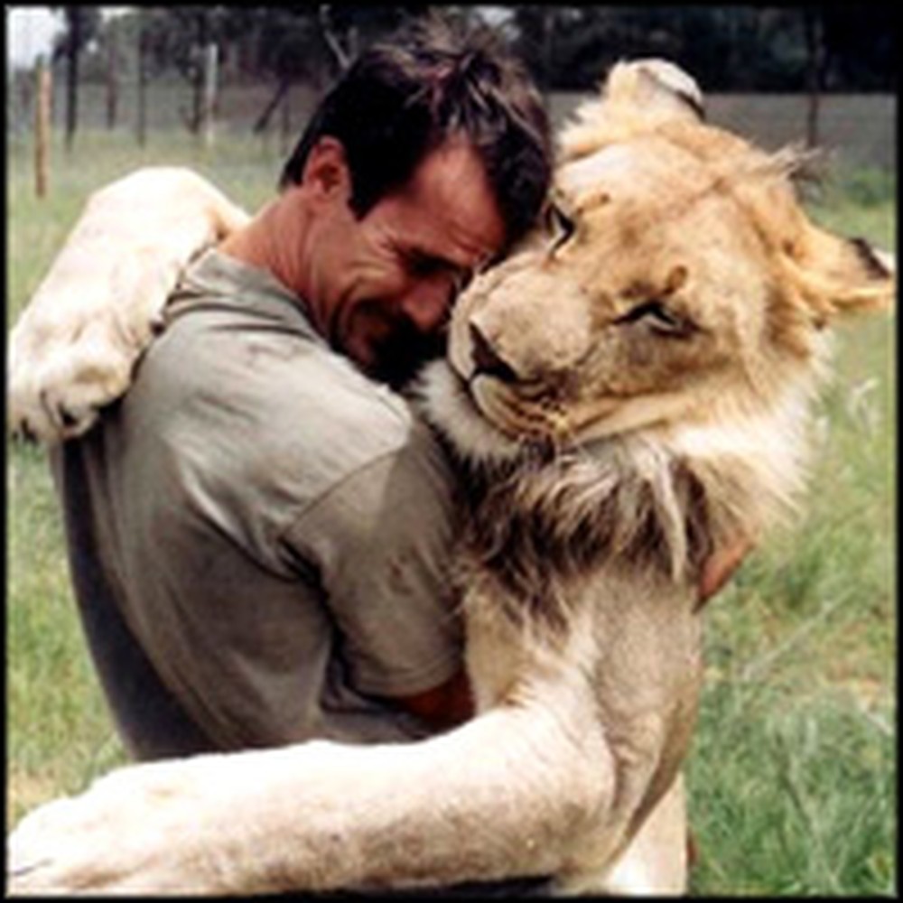 38 Wild Lions Shockingly Accept One Man as Part of Their Pride