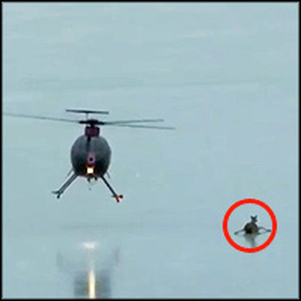 Helicopter Heroes Rescue a Deer and her Fawn from Certain Death