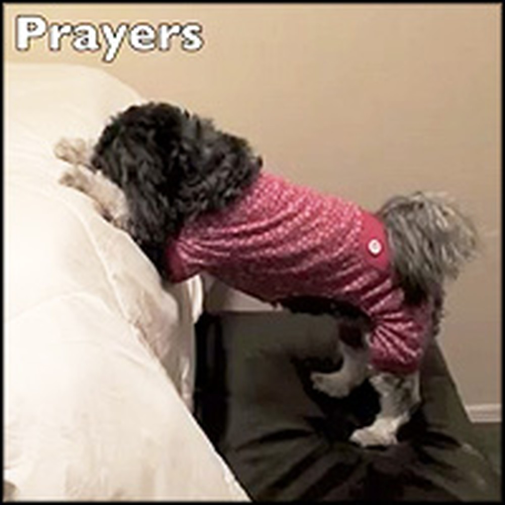 Incredibly Smart Little Dog Does the Cutest Tricks