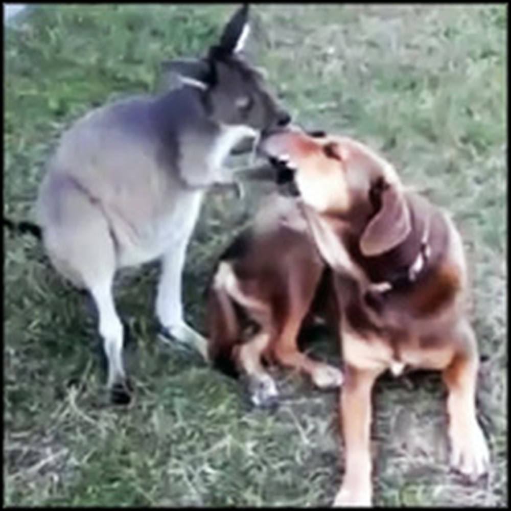 Dog and Kangaroo Make the Cutest Best Friends