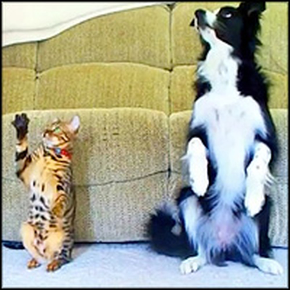 Smart Cat and Dog Have a Great Trick Competition
