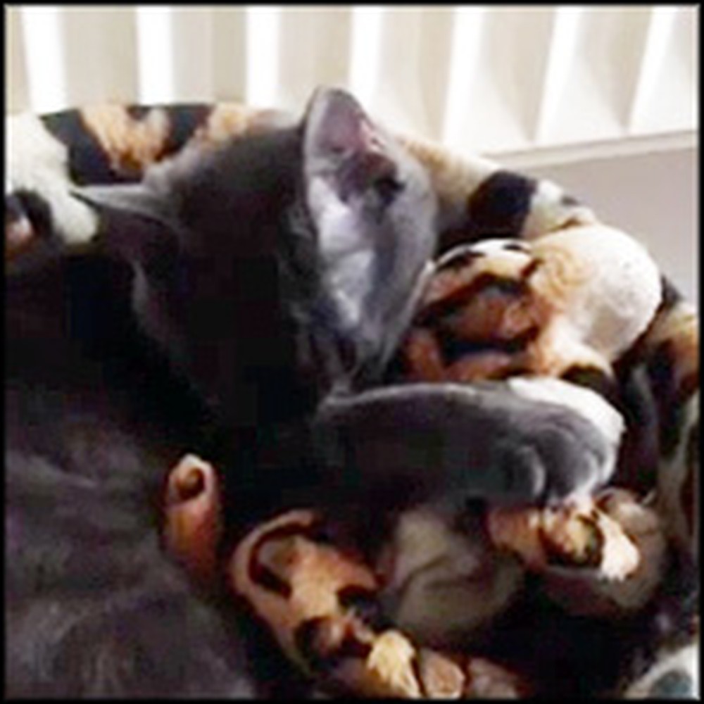 Kitten Adopts a Stuffed Animal After His Brother Passed Away