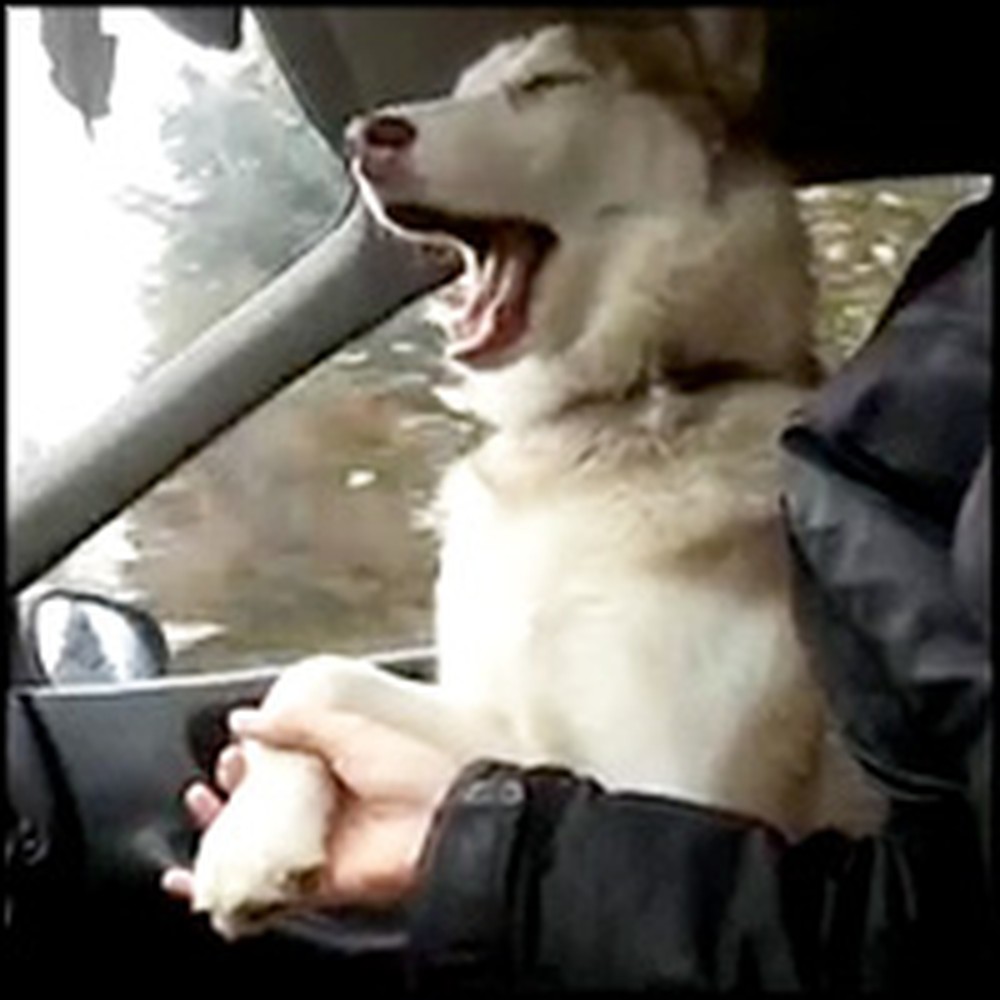 Nervous Husky Wants to Hold Hands During Car Rides