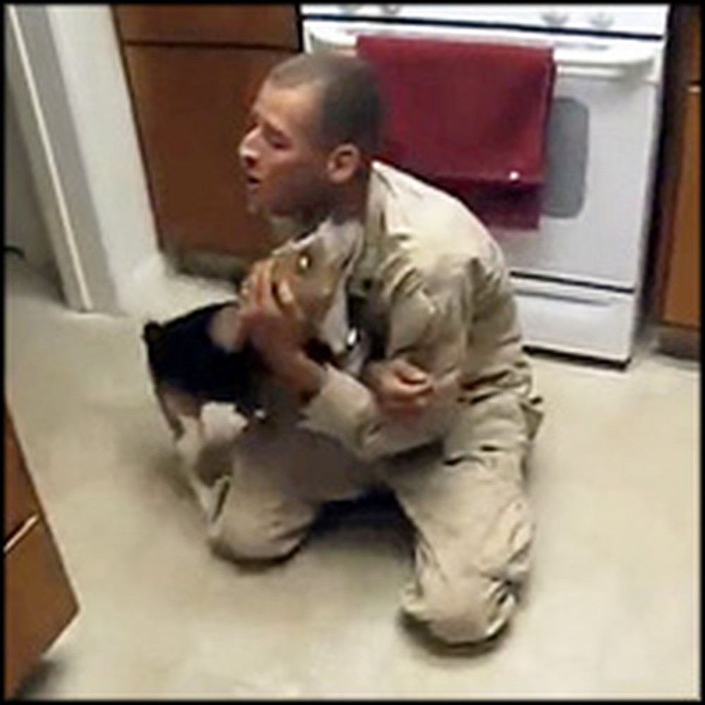 Loving Beagle Goes Crazy When his Soldier Owner Comes Home
