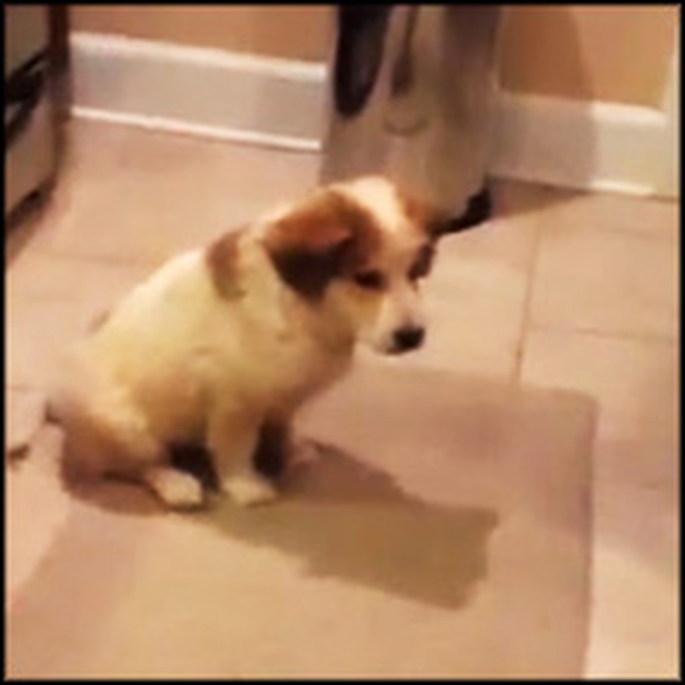 Puppy Plays Catch For the First Time and Does the Cutest Thing