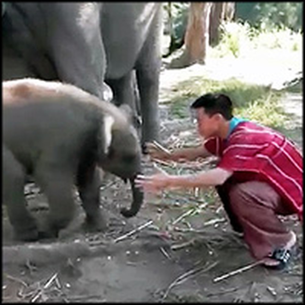 Playful Baby Elephant Loves to Cuddle
