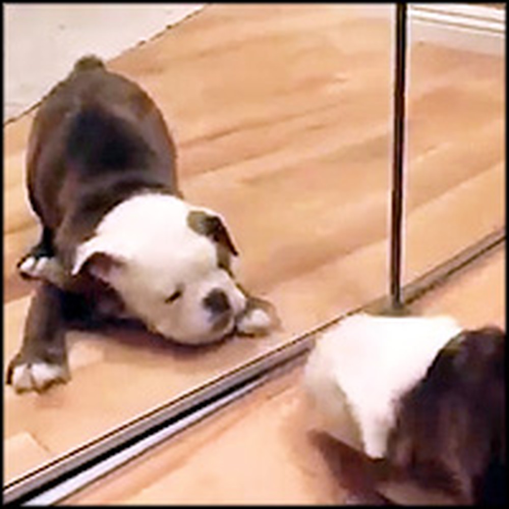 Best Compilation of Kittens and Puppies Playing With Mirrors