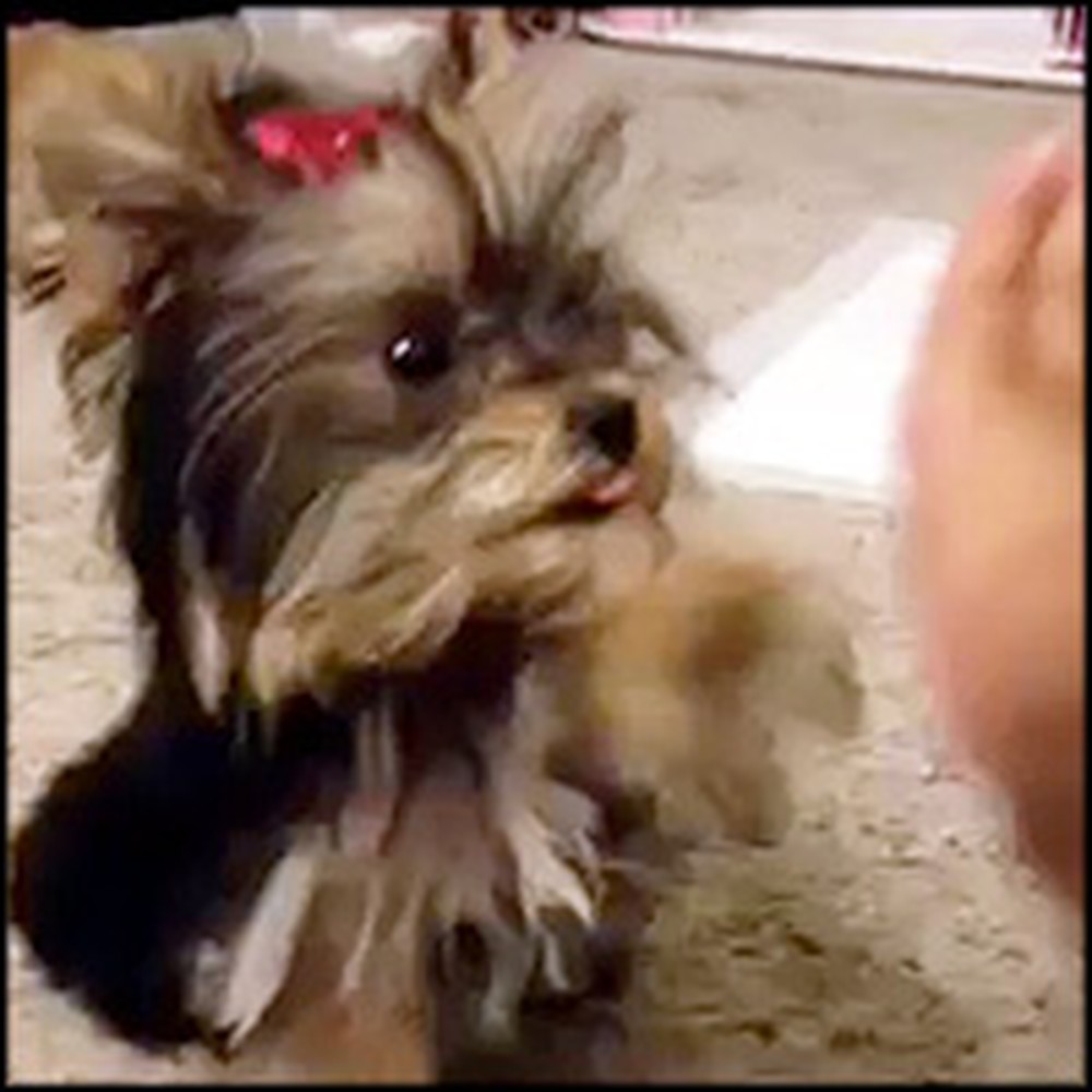 Adorable Yorkie Puppy Plays Pattycake with Her Owner