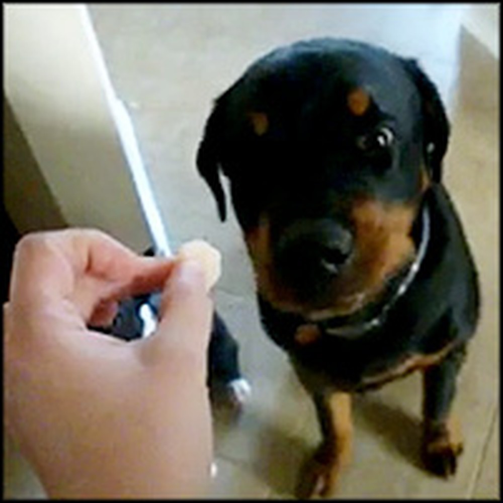 Dog Does the Cutest Thing to Show He Doesn't Like His Treat