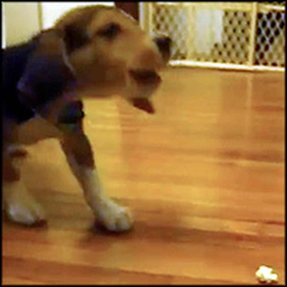 Cute Puppy Doesn't Understand What Popcorn Is