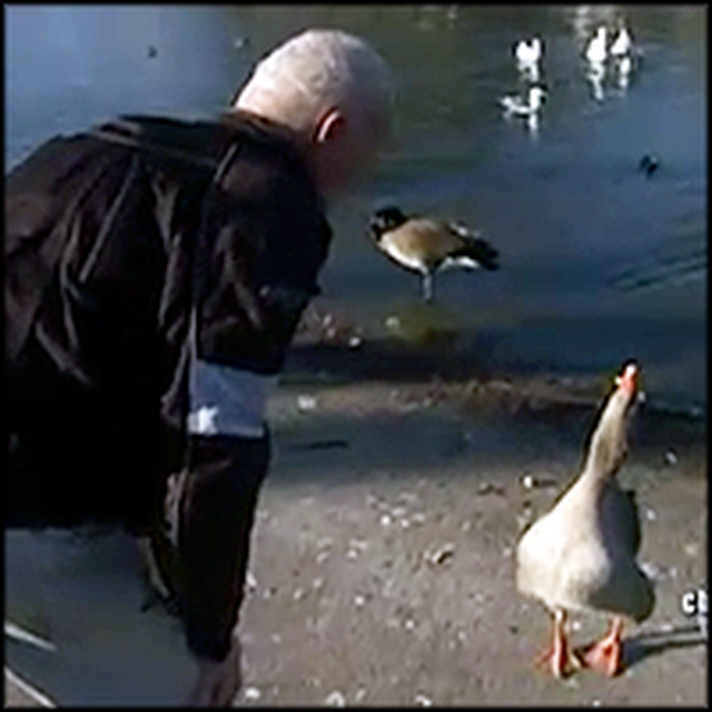 Man and Park Goose Have the Sweetest Bond