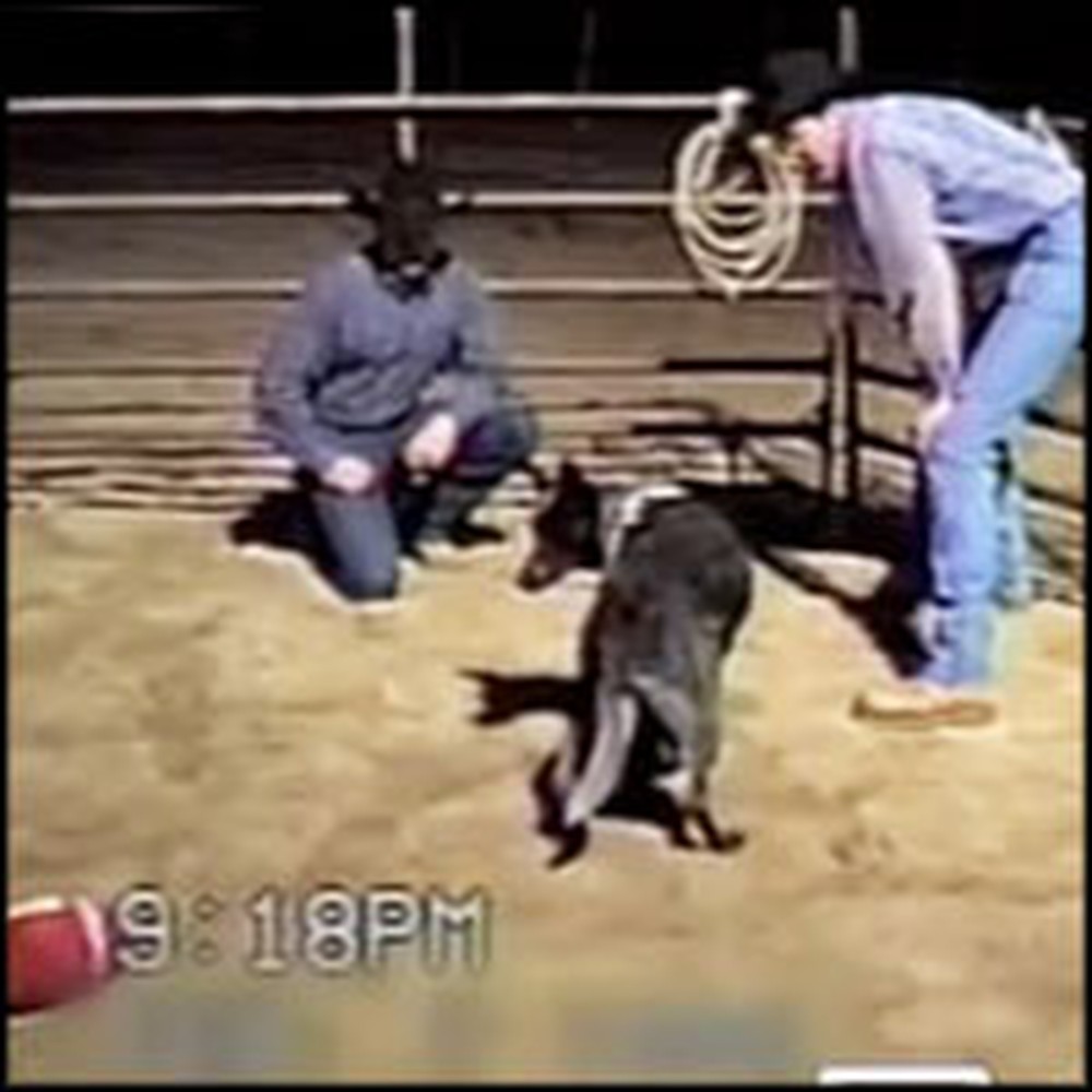 Cowboy's Dog Knows Amazing Voice Commands