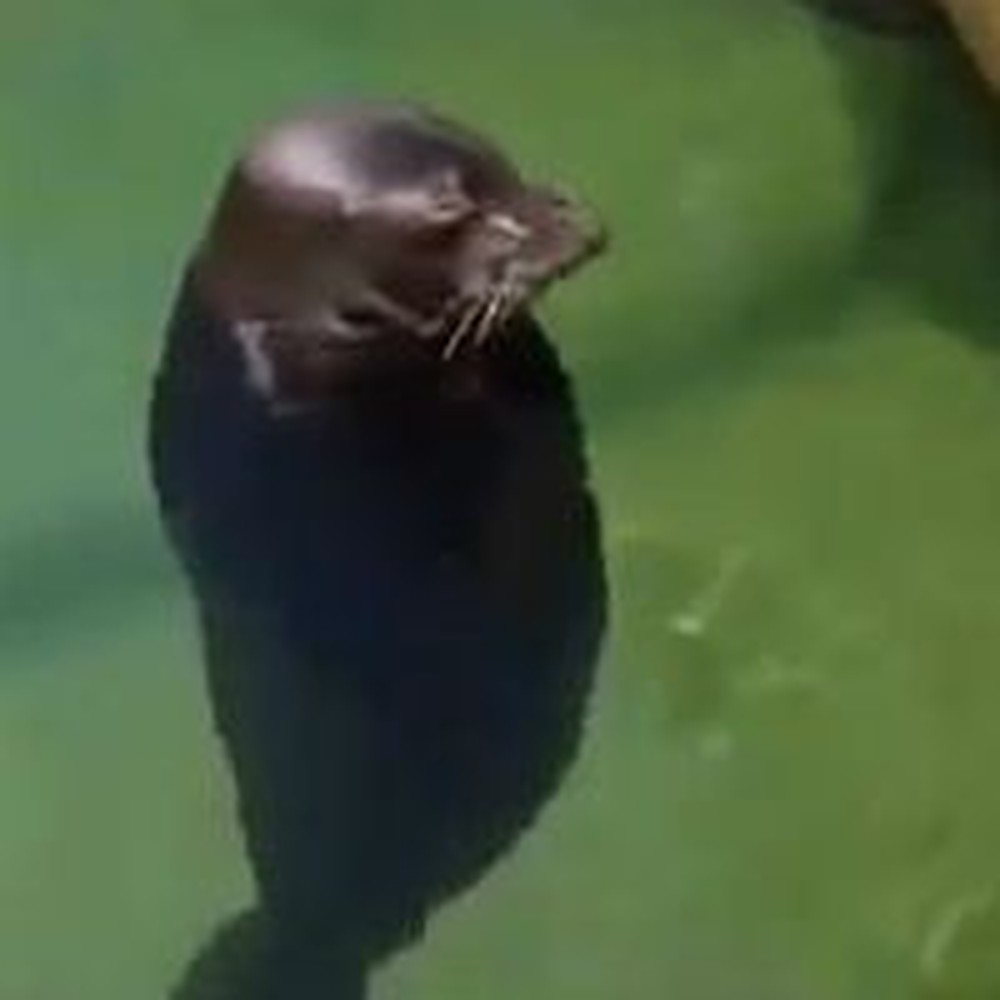 Sit Back, Relax and Watch This Cute Spinning Seal :)