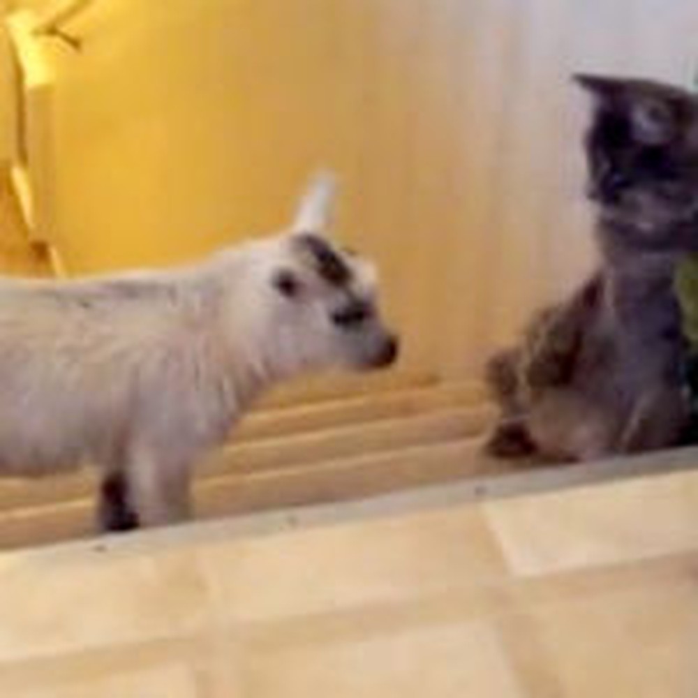 Cat Playing With a Baby Goat Will Instantly Brighten Your Day