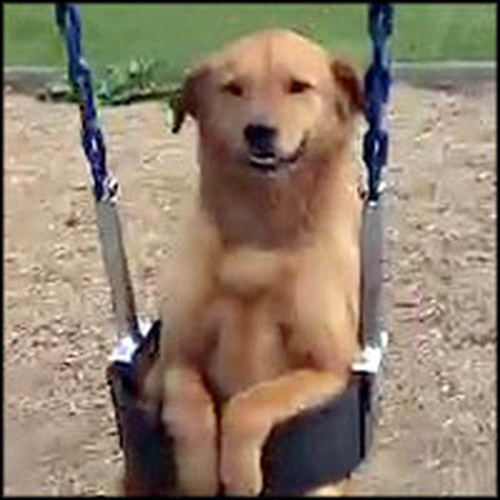 Special Dog Loves to Play on the Swing