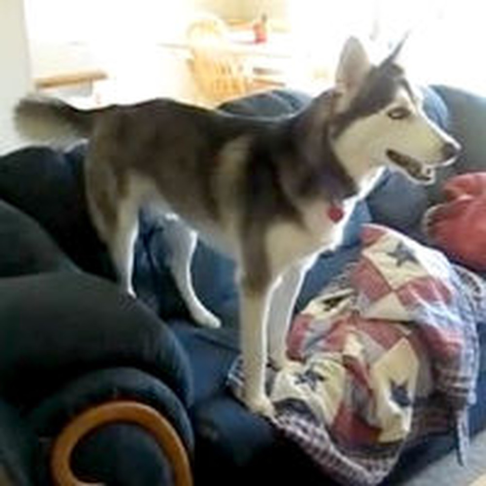 Husky Enjoying the Couch Throws an Adorable Temper Tantrum