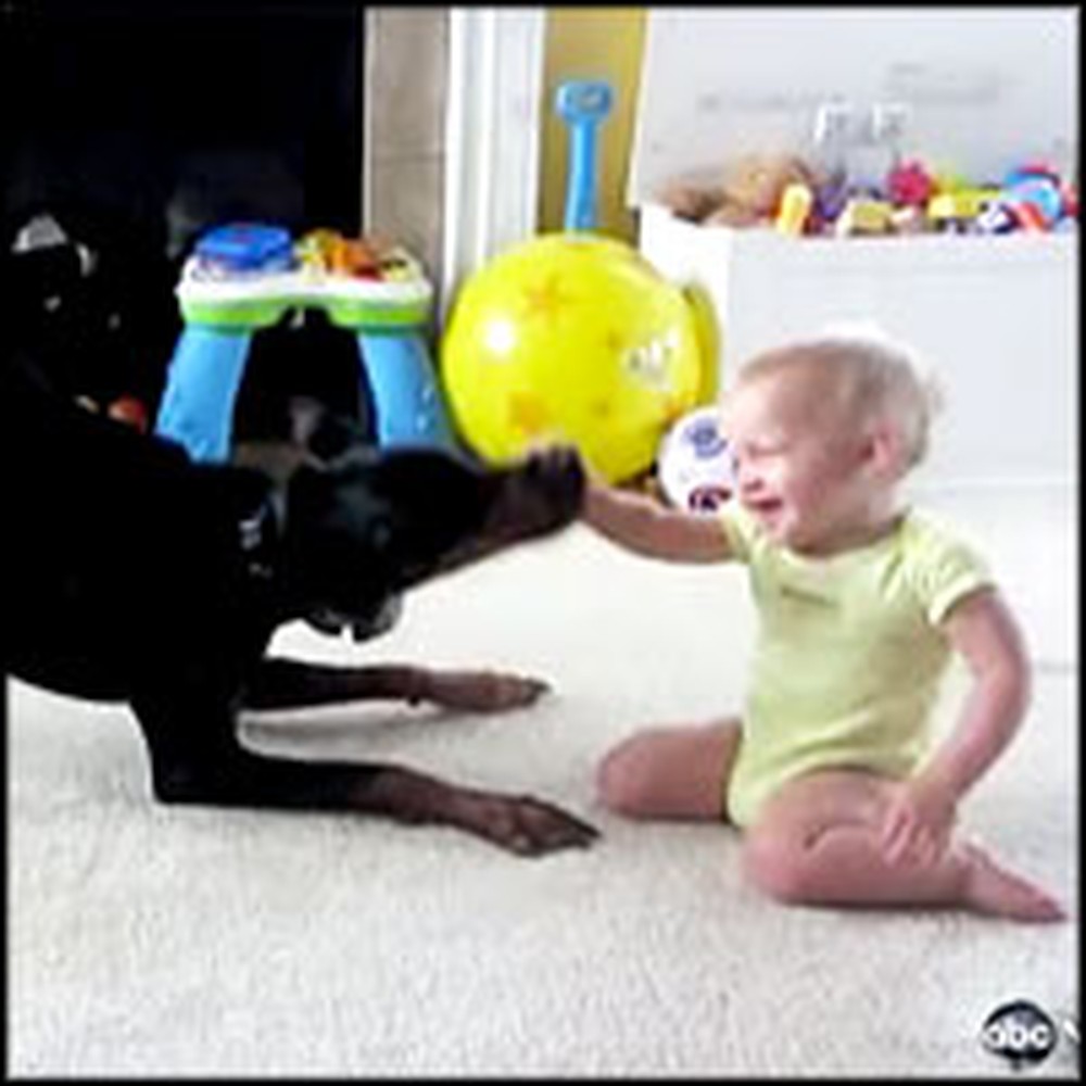 Adorable Baby and Doberman Have a Blast Playing Together