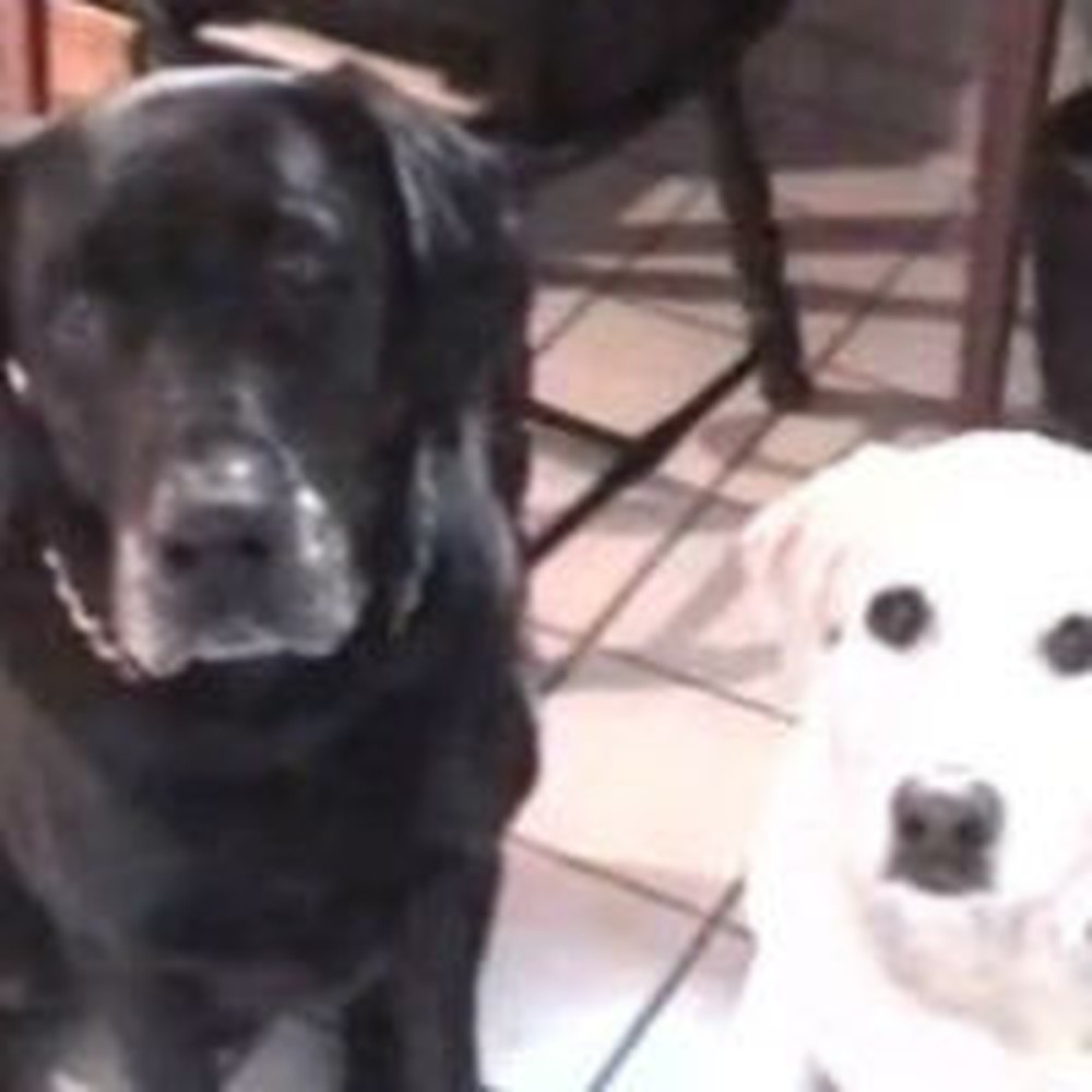 So Cute! Dog Introduces His Girlfriend To The Parents