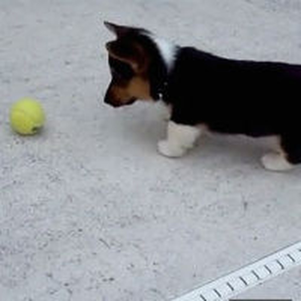 Adorable Corgi Puppy Discovers What a Tennis Ball Is - Awww!