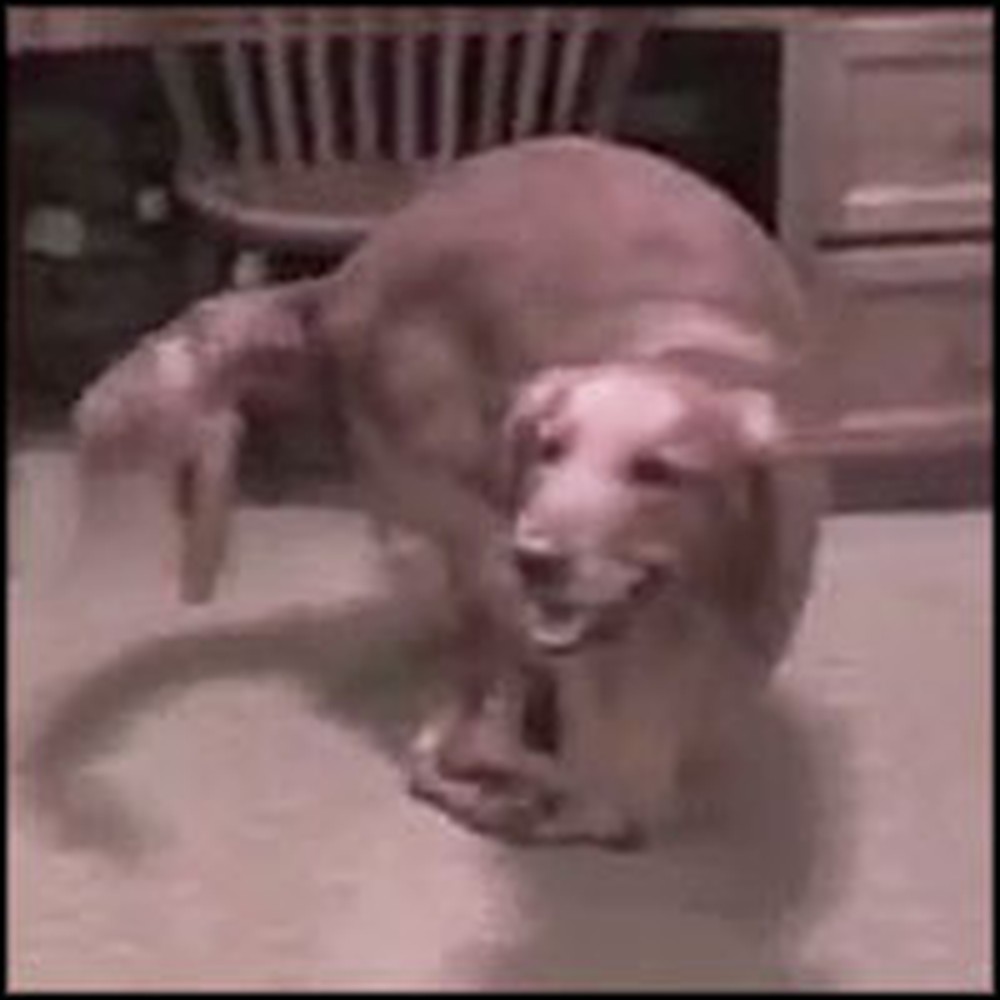 Funny Dog Has Awesome Break Dancing Skills