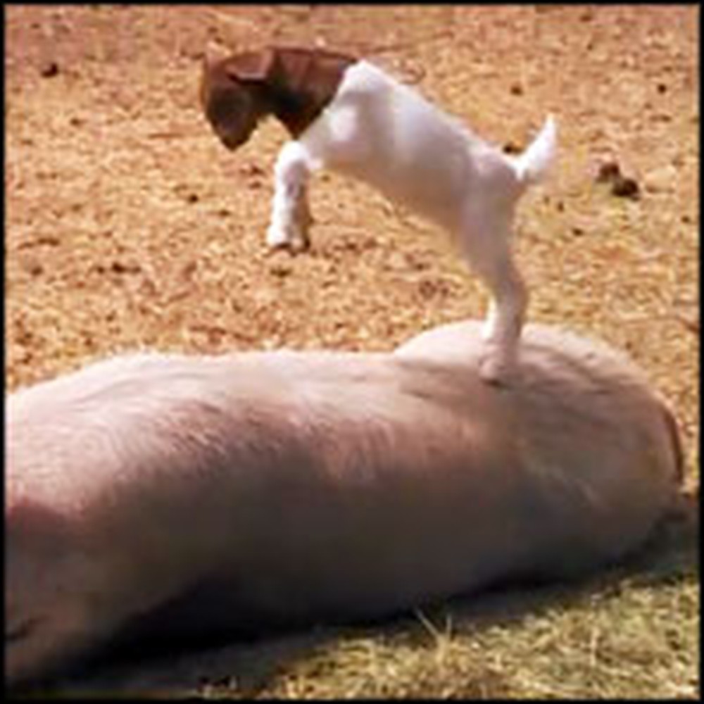 Baby Goat Joyfully Plays on a Sleeping Pig's Back