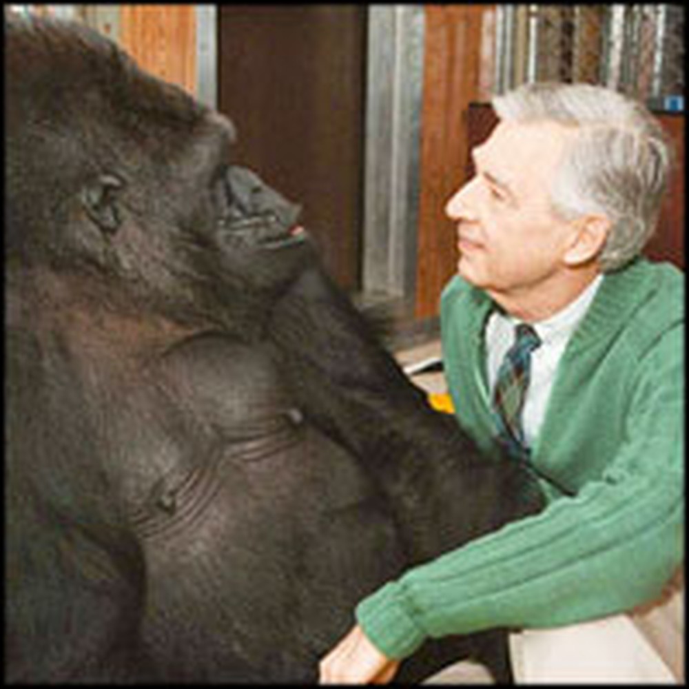 Amazing Talking Gorilla Tells Mr. Rogers She Loves Him