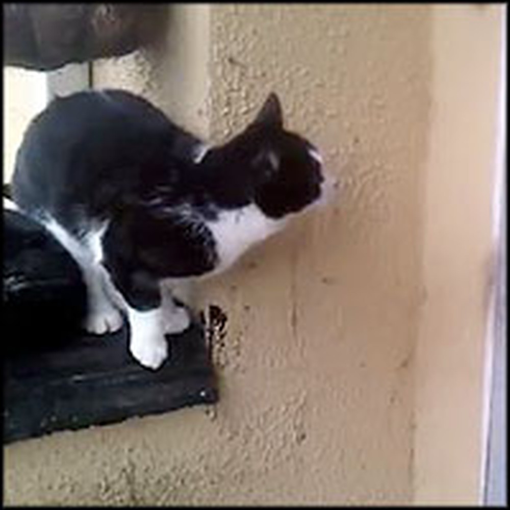 Smart Cat Figures Out How to Let Himself in the House