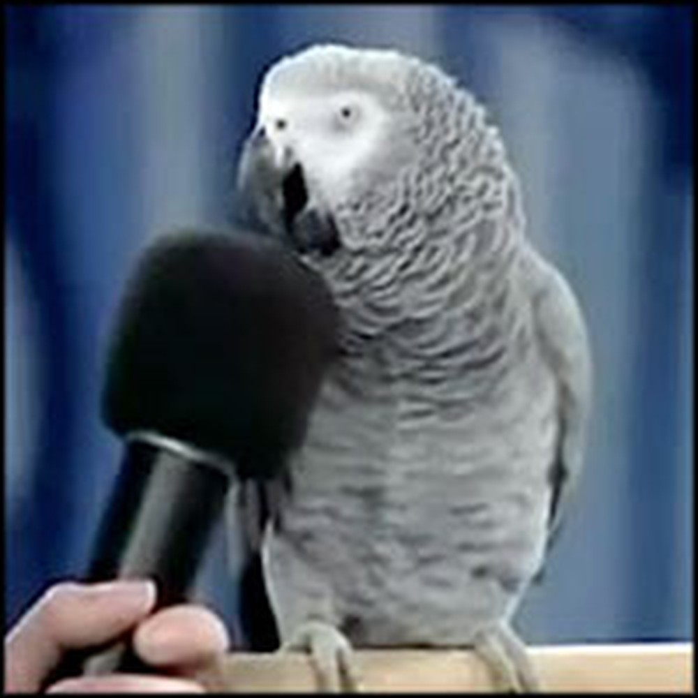 Very Intelligent Talking Parrot Will Impress You With His Tricks