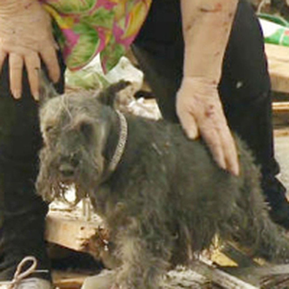 Woman Lost Her Dog When a Tornado Destroyed Her Home - God Answered Her Prayers