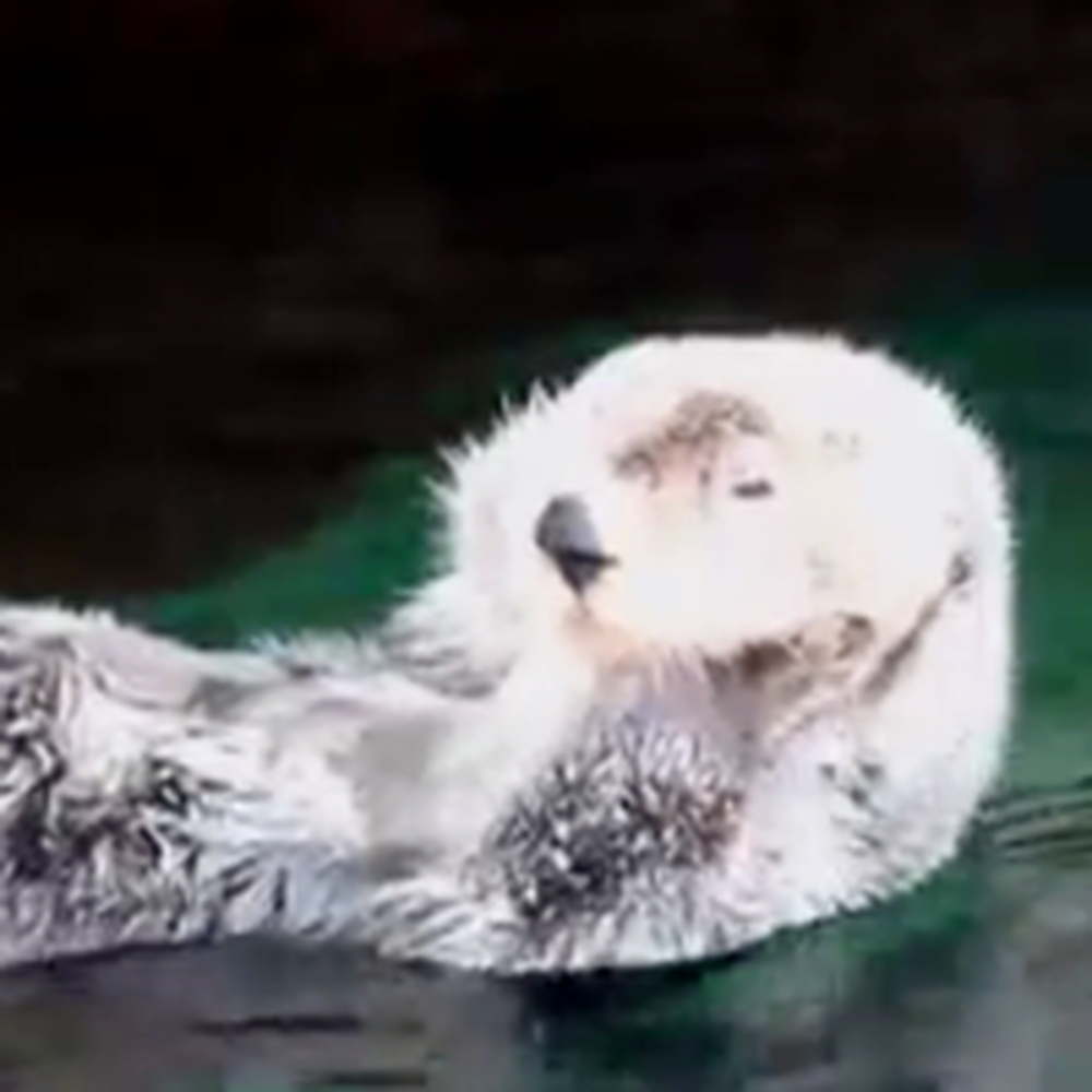 Sea Otter Gives Himself a Nice Relaxing Face Massage