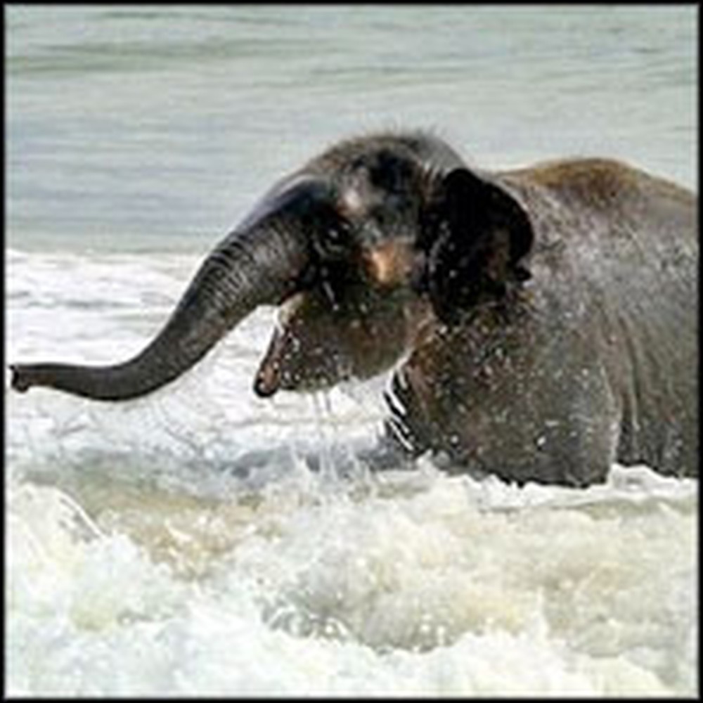 Baby Elephant Joyfully Plays in the Ocean for the Very First Time