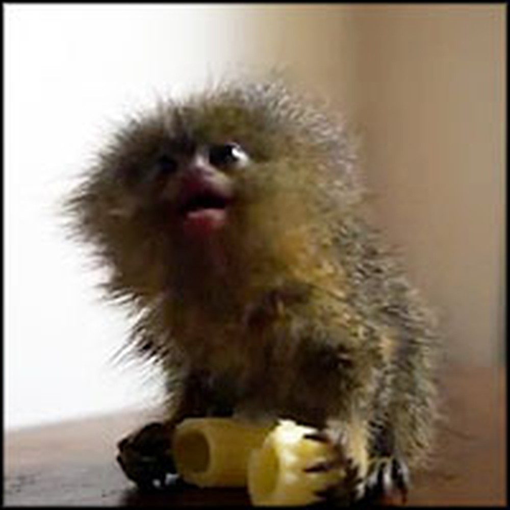 Meet the Smallest and Cutest Monkey in the World