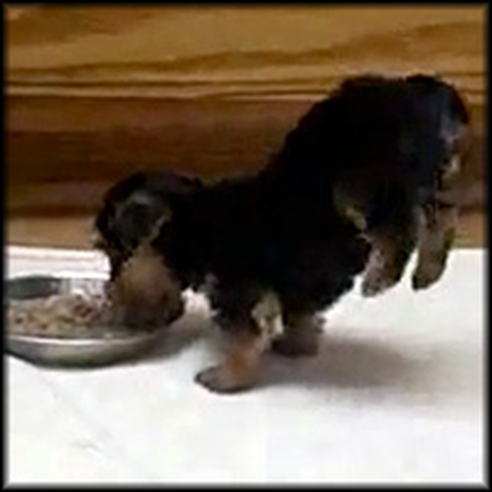 Super Excited Puppy Does a Handstand When He Eats
