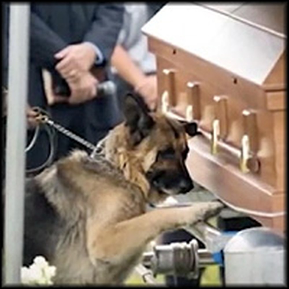Loyal Dog Mourns Slain Officer & Closest Companion at Graveside