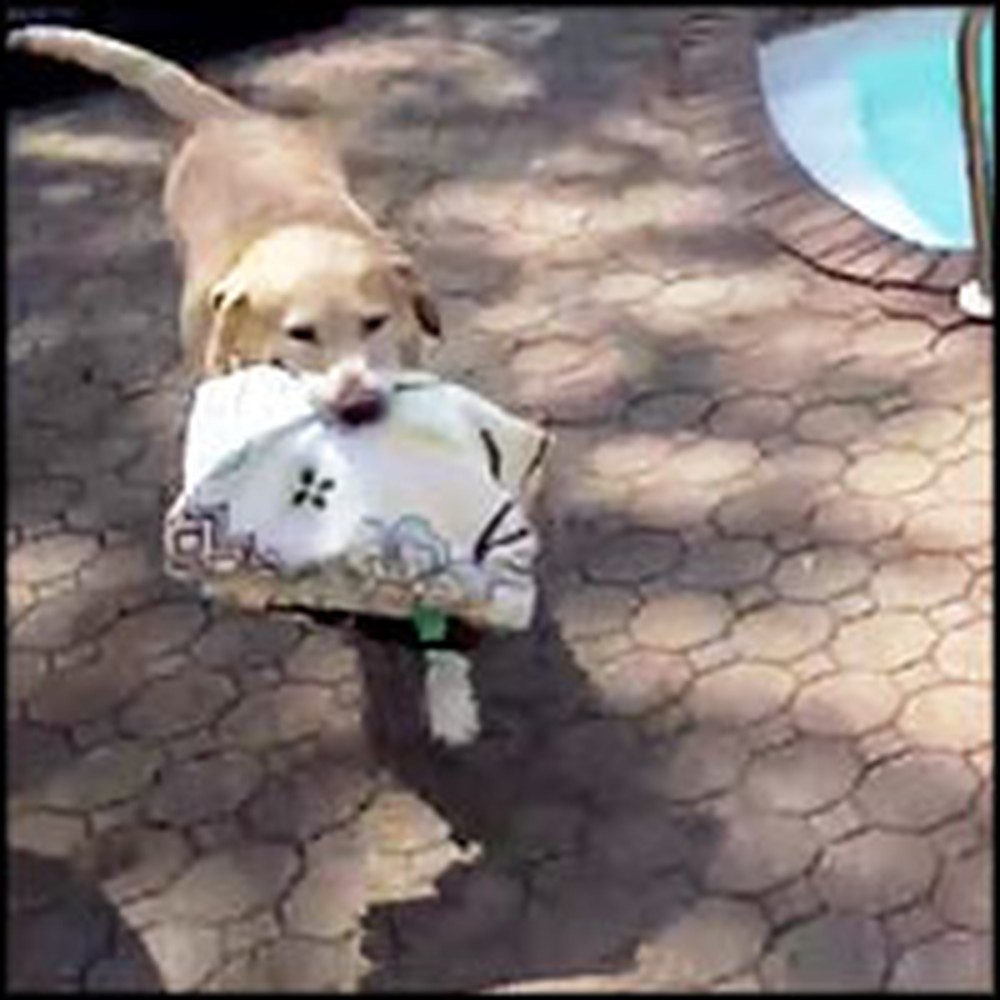Smart Pooch Brings His Own Towel to the Swimming Pool