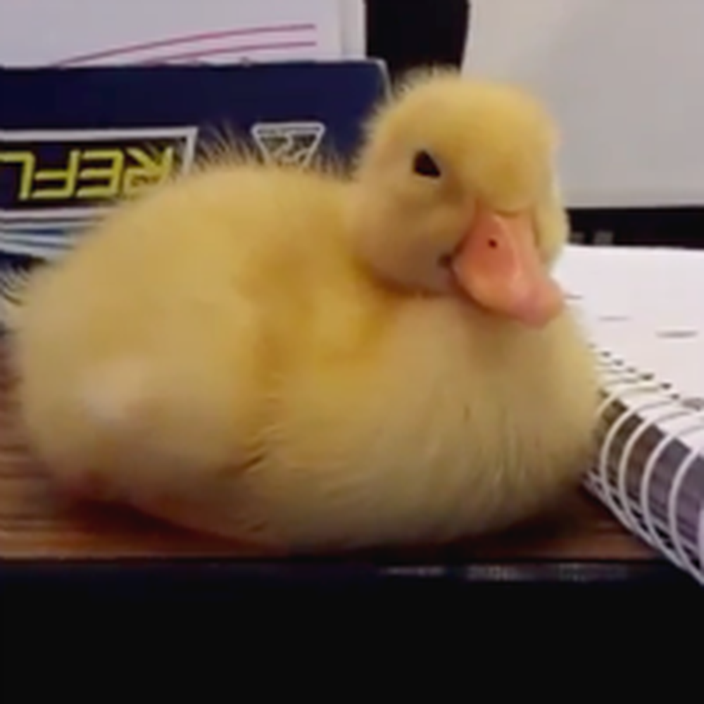 Duckling Tries its Best to Stay Awake